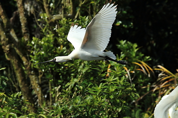 포토 JPG 해외이미지 식물 동물 야생동물 백그라운드 자연 조류 휴식 새로움 서기 사람없음 초록색 물 파란색 강 반사 흰색 그룹 보호 습지 깃털 싸움 부리 뉴질랜드 서식지 내추럴 보호구역 양치류 해외202105 해외포토 자연요소 컬러 컨셉 모션 오세아니아 생태계 구역 파일형식