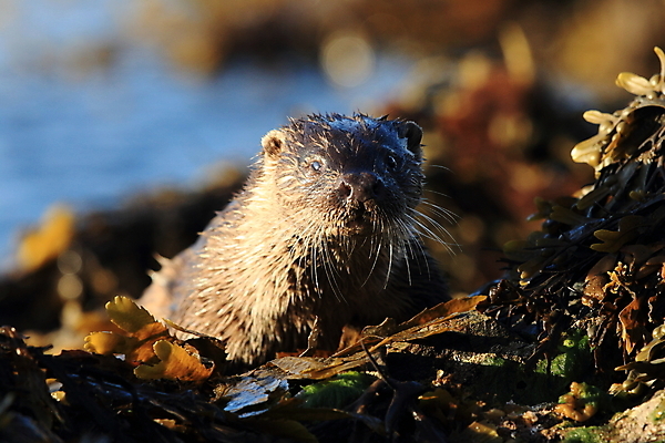 포토 JPG 해외이미지 나무 동물 유럽 얼굴 야생동물 겨울 포유류 자연 털 노르웨이 어업 사람없음 야외 물 강 갈색 머리 수영 젖음 게 관찰 닫기 묘사 코 귀 육식동물 북쪽 멸종 내추럴 동물상 해외202105 해외포토 자연요소 식물 계절 나라 산업 컬러 모션 갑각류 신체부위 조형물 수상스포츠 방향 생태계 파일형식