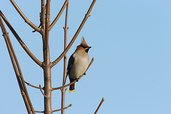 포토 JPG 해외이미지 유럽 아시아 야생동물 북아메리카 자연 독일 앉기 동양인 성인 사람없음 먹기 참새 해외202105 해외포토 동물 나라 모션 조류 아메리카 사람 인종 생태계 파일형식