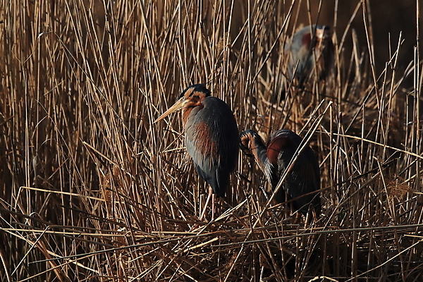 포토 JPG 해외이미지 주간 식물 동물 1 야생동물 신체 자연 조류 아침 독일 갈대 풍경 성인 사람없음 야외 물 파란색 햇빛 갈색 보라색 회색 쌍 둥지 왜가리 가득함 길이 기르기 동물상 접근 해외202105 해외포토 자연요소 유럽 컬러 사람 태양 조형물 생태계 돌봄 파일형식