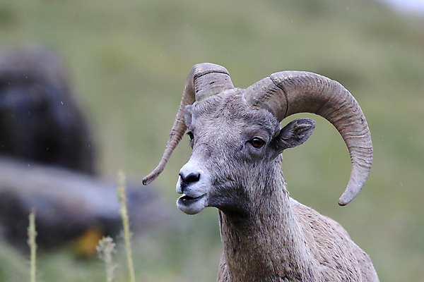 포토 JPG 해외이미지 동물 공원 남자 야생동물 여행 캐나다 곡선 포유류 자연 산 털 뿔 사람없음 옆모습 책 미국 시골 양 큼 트로피 활 사냥 오르기 양궁 북쪽 서식지 램 신발장 전국 로키산맥 해외202105 해외포토 공공시설 선 스포츠 뷰포인트 북아메리카 모션 사람 크기 방향 상_우승 생태계 파일형식