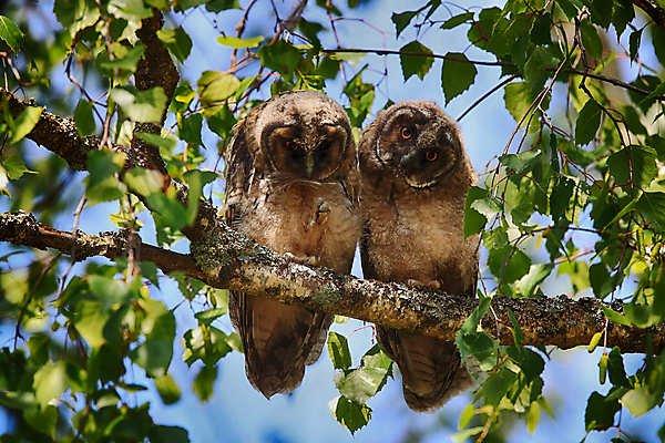 포토 JPG 해외이미지 나무 동물 응시 공원 남자 유럽 야생동물 자연 조류 주택 병아리 앉기 사람없음 목재 초록색 봄 숲 먹이 심볼 사냥 귀 육식동물 자작나무 해외202105 해외포토 식물 시선 계절 공공시설 나라 컬러 재료 모션 사람 건물 신체부위 생태계 파일형식