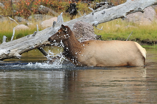 포토 JPG 해외이미지 동물 계절 공원 여자 야생동물 밭 포유류 자연 사슴 산 털 뿔 풍경 사람없음 친구 강 갈색 달러 미국 가을 게임 황무지 소 군중 숲 큼 바퀴자국 황소 사냥 영양 북쪽 엘크 와이오밍 전국 해외202105 해외포토 공공시설 컬러 돈 북아메리카 농업 관계 자국 놀이 사람 크기 방향 생태계 파일형식