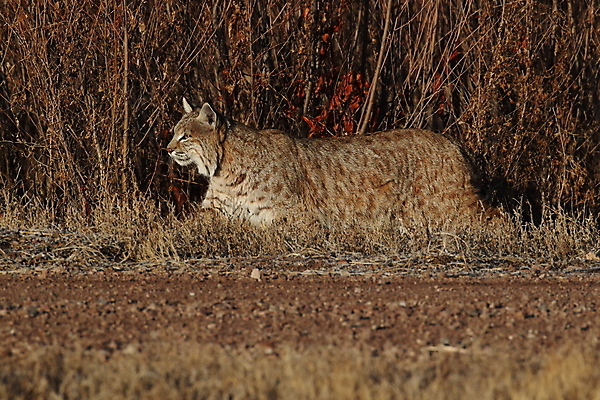 포토 JPG 해외이미지 나무 동물 야생동물 캐나다 겨울 포유류 자연 앉기 풍경 사람없음 야외 갈색 고양이 봄 숲 작음 먹이 육식동물 북쪽 뉴멕시코 스라소니 해외202105 해외포토 식물 계절 컬러 북아메리카 모션 반려동물 크기 방향 생태계 파일형식