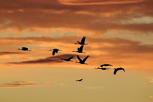 포토 JPG 해외이미지 동물 실루엣 호수 야생동물 날개 모션 조류 하늘 새로움 산 멕시코 옥수수 풍경 사람없음 빨간색 황혼 일몰 회색 연못 쌍 은색 언덕 기중기 물새 많음 수평선 해외202105 해외포토 컬러 컨셉 북아메리카 곡류 촬영기법 노을 중장비 파일형식