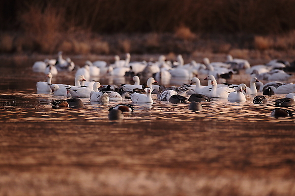 포토 JPG 해외이미지 동물 호수 야생동물 이동 겨울 날개 자연 조류 하늘 사람없음 야외 빨간색 물 파란색 검은색 봄 흰색 시골 그룹 우아함 군중 깃털 사냥 거위 물새 철새 뉴멕시코 해외202105 해외포토 자연요소 계절 컬러 컨셉 사람 생태계 파일형식