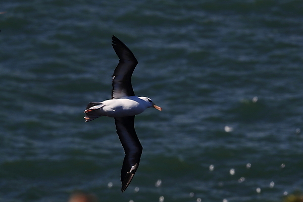 포토 JPG 해외이미지 동물 구름 섬 여행 모션 조류 하늘 영국 독일 사람없음 빨간색 흰색 남아메리카 우아함 남극 북극 역동적 부리 육식동물 대서양 다도해 해외202105 해외포토 자연요소 유럽 바다 컬러 컨셉 아메리카 극지방 파일형식