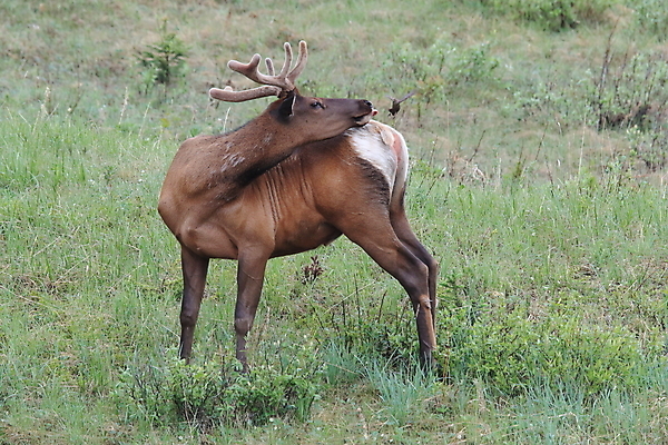 포토 JPG 해외이미지 동물 공원 여자 남자 야생동물 캐나다 날개 포유류 자연 조류 사슴 산 앉기 초원 사람없음 야외 환경 달러 가을 게임 황무지 군중 큼 바퀴자국 깃털 황소 사냥 서식지 동물상 밴프 분배 앨버타 엘크 전국 해외202105 해외포토 계절 공공시설 돈 북아메리카 자국 모션 놀이 사람 조형물 소 크기 생태계 파일형식