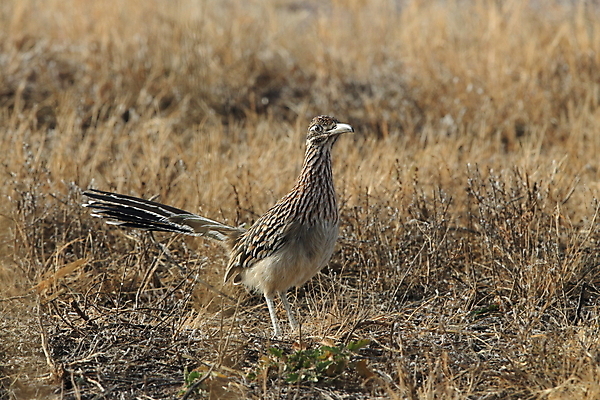 포토 JPG 해외이미지 식물 동물 도로 야생동물 날개 자연 조류 새로움 멕시코 사람없음 갈색 사막 황무지 숲 깃털 속도 부리 육식동물 서식지 내추럴 뉴멕시코 해외202105 해외포토 길 컬러 컨셉 북아메리카 교통시설 생태계 파일형식