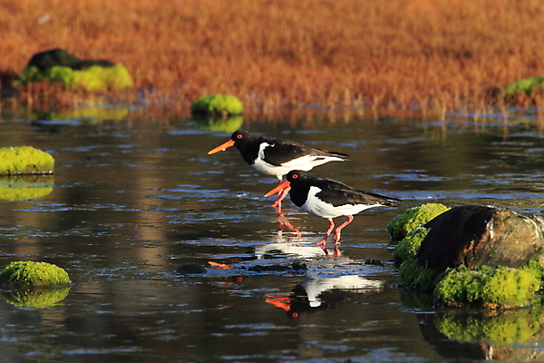 포토 JPG 해외이미지 조류 야외 물떼새 해외202105 검은머리물떼새 해외포토 동물 파일형식