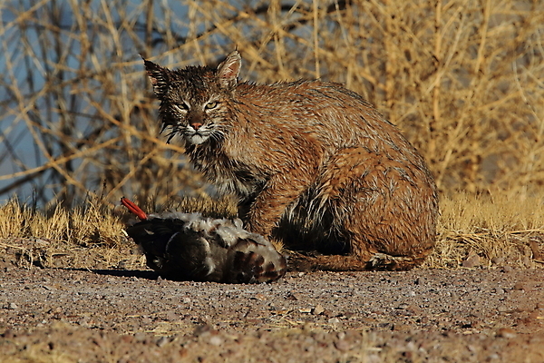 포토 JPG 해외이미지 나무 동물 야생동물 캐나다 겨울 포유류 자연 앉기 풍경 사람없음 야외 갈색 고양이 봄 숲 작음 먹이 육식동물 북쪽 뉴멕시코 스라소니 해외202105 해외포토 식물 계절 컬러 북아메리카 모션 반려동물 크기 방향 생태계 파일형식