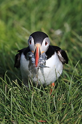 포토 JPG 해외이미지 유럽 2 자연 조류 아이슬란드 어류 서기 앉기 사람없음 가로 컬러풀 깃털 언덕 부리 대서양 남쪽 계산서 식민지 헤드랜드 해외202105 해외포토 동물 나라 바다 컬러 모션 수중동물 방향 생태계 파일형식
