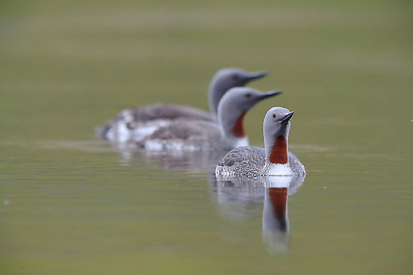 포토 JPG 해외이미지 동물 호수 야생동물 바다 날개 자연 조류 표면 영국 아이슬란드 사람없음 야외 가로 빨간색 물 여름 반사 수영 펼침 연못 서핑 잠수부 습지 몸단장 민물 변소 스칸디나비아 해외202105 해외포토 자연요소 계절 유럽 컬러 모션 수상스포츠 전문직 생태계 파일형식