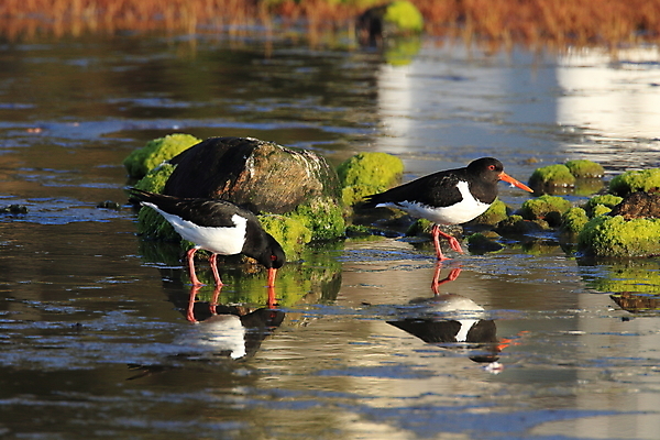 포토 JPG 해외이미지 조류 야외 물떼새 해외202105 검은머리물떼새 해외포토 동물 파일형식