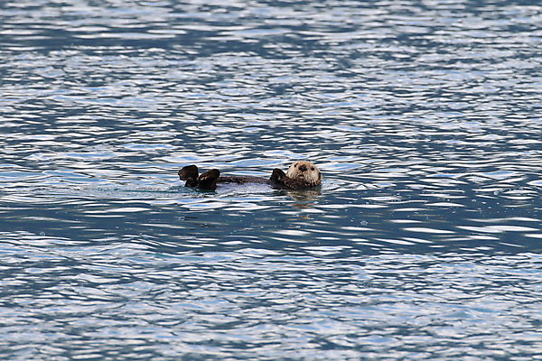 포토 JPG 해외이미지 동물 얼굴 야생동물 어린이 바다 벤치 포유류 가족 생물 사람없음 물 갈색 환경 수영 아기 먹이 모피 육식동물 태평양 사냥꾼 알래스카 동물상 해외202105 해외포토 멸종위기종 자연요소 직업 컬러 의자 관계 사람 신체부위 조형물 미국 수상스포츠 파일형식