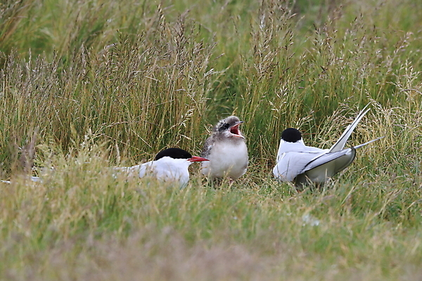 포토 JPG 해외이미지 동물 응시 야생동물 바다 섬 청소년 갈매기 조류 잉글랜드 병아리 아이슬란드 어업 사람없음 빨간색 흰색 아기 관찰 황무지 둥지 공격 북극 깃털 북쪽 철새 대서양 공격적 동물상 스칸디나비아 해외202105 해외포토 시선 유럽 산업 컬러 컨셉 모션 영국 사람 조형물 극지방 방향 파일형식