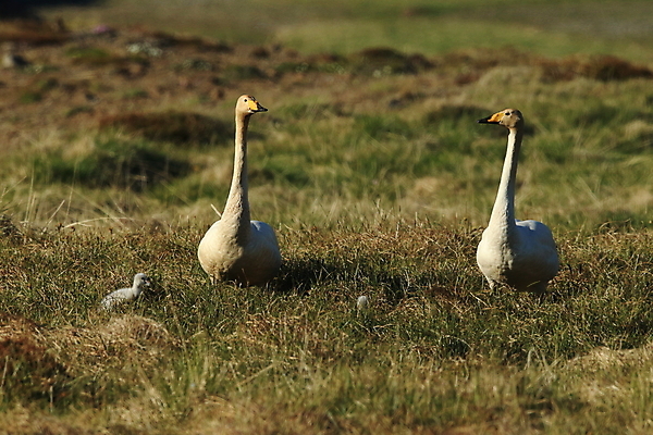 포토 JPG 해외이미지 식물 동물 응시 유럽 호수 야생동물 이동 자연 조류 엄마 산 병아리 아이슬란드 갈대 앉기 풍경 사람없음 가로 물 파란색 노란색 환경 사진촬영 수영 흰색 시골 아기 연못 둥지 큼 부리 백조 물새 구성 동물상 해외202105 해외포토 자연요소 시선 나라 컬러 컨셉 가족 모션 사람 조형물 촬영 수상스포츠 크기 생태계 파일형식