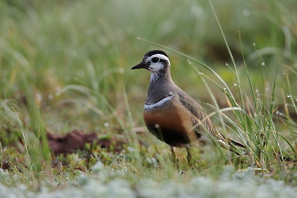 포토 JPG 해외이미지 동물 척추동물 1 공원 유럽 호수 야생동물 날개 자연 조류 산 독일 서기 초원 사람없음 야외 봄 가을 관찰 기다림 습지 작음 깃털 부리 목 전국 해외202105 해외포토 계절 공공시설 나라 모션 신체부위 크기 생태계 파일형식