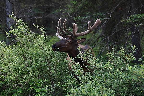 포토 JPG 해외이미지 동물 공원 남자 야생동물 캐나다 밭 포유류 자연 사슴 산 뿔 풍경 초원 사람없음 야외 초록색 갈색 숲 큼 먹이 먹기 바퀴자국 황소 사냥 내추럴 밴프 앨버타 엘크 웅장함 전국 로키산맥 그리너리 해외202105 해외포토 공공시설 컬러 북아메리카 농업 자국 모션 사람 소 크기 생태계 파일형식 트랜드컬러