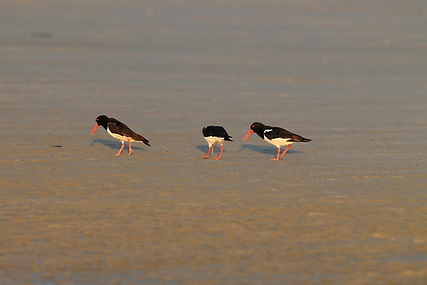 포토 JPG 해외이미지 조류 야외 물떼새 해외202105 검은머리물떼새 해외포토 동물 파일형식