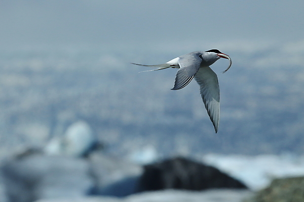 포토 JPG 해외이미지 응시 야생동물 바다 섬 날개 청소년 조류 낚시 아이슬란드 어업 사람없음 빨간색 파란색 검은색 회색 흰색 기도 자신감 우아함 북극 깃털 꼬리 부리 사냥꾼 북쪽 철새 계산서 수유 스칸디나비아 해외202105 해외포토 동물 직업 시선 감정 유럽 산업 컬러 컨셉 레저 사람 극지방 방향 파일형식