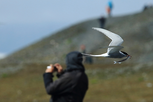 포토 JPG 해외이미지 응시 야생동물 바다 섬 날개 청소년 조류 낚시 아이슬란드 어업 사람없음 빨간색 파란색 검은색 회색 흰색 기도 자신감 우아함 북극 깃털 꼬리 부리 사냥꾼 북쪽 철새 계산서 수유 스칸디나비아 해외202105 해외포토 동물 직업 시선 감정 유럽 산업 컬러 컨셉 레저 사람 극지방 방향 파일형식