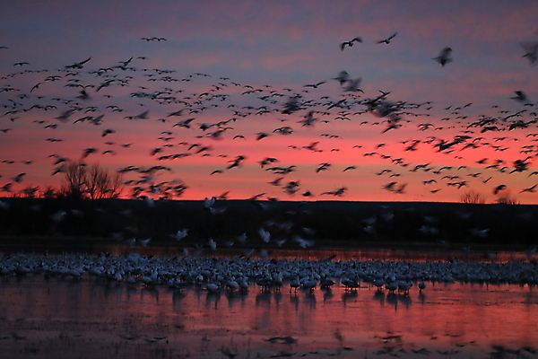 포토 JPG 해외이미지 동물 호수 야생동물 이동 겨울 날개 자연 조류 하늘 사람없음 야외 빨간색 물 파란색 검은색 봄 흰색 시골 그룹 우아함 군중 깃털 사냥 거위 물새 철새 뉴멕시코 해외202105 해외포토 자연요소 계절 컬러 컨셉 사람 생태계 파일형식
