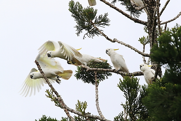 포토 JPG 해외이미지 나무 동물 야생동물 백그라운드 날개 자연 조류 앉기 사람없음 야외 가로 빨간색 초록색 반려동물 노란색 흰색 나뭇가지 호주 깃털 앵무새 갈기 내추럴 동물상 멀티 이국적 해외202105 해외포토 식물 컬러 모션 조형물 오세아니아 생태계 파일형식