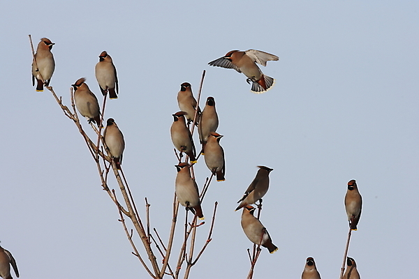 포토 JPG 해외이미지 유럽 아시아 야생동물 북아메리카 자연 독일 앉기 동양인 성인 사람없음 먹기 참새 해외202105 해외포토 동물 나라 모션 조류 아메리카 사람 인종 생태계 파일형식