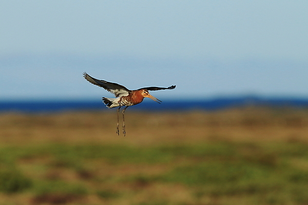 포토 JPG 해외이미지 동물 남자 유럽 야생동물 바다 백그라운드 밭 자연 조류 생물 종류 3 이끼 초원 사람없음 초록색 물 검은색 봄 바 보호 꼬리 부리 서식지 계산서 스칸디나비아 해외202105 해외포토 자연요소 계절 나라 컬러 컨셉 농업 사람 생태계 파일형식