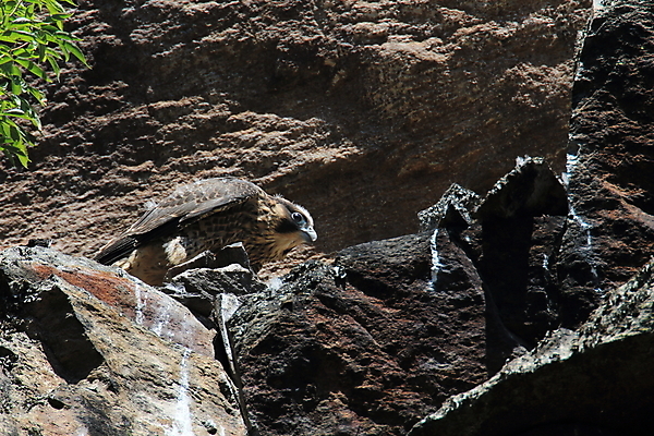 포토 JPG 해외이미지 동물 응시 야생동물 포즈 날개 조류 생물 독일 앉기 초원 사람없음 파란색 갈색 노란색 머리 회색 바위 숲 먹이 콧수염 깃털 속도 꼬리 사냥 부리 육식동물 사냥꾼 멸종 계산서 내추럴 떠남 석판 해외202105 해외포토 직업 시선 유럽 컬러 모션 수염 신체부위 돌_바위 파일형식