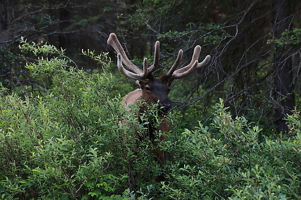 포토 JPG 해외이미지 동물 공원 남자 야생동물 캐나다 밭 포유류 자연 사슴 산 뿔 풍경 초원 사람없음 야외 초록색 갈색 숲 큼 먹이 먹기 바퀴자국 황소 사냥 내추럴 밴프 앨버타 엘크 웅장함 전국 로키산맥 그리너리 해외202105 해외포토 공공시설 컬러 북아메리카 농업 자국 모션 사람 소 크기 생태계 파일형식 트랜드컬러