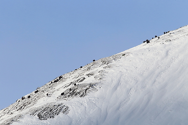 포토 JPG 해외이미지 동물 공원 얼굴 야생동물 산 뿔 노르웨이 사람없음 얼음 힘 추위 분노 소 방어 보호 큼 북극 황소 싸움 서리 폭풍 북쪽 거인 알래스카 양모 고립 동물상 스칸디나비아 혼자 힘찬 해외202105 해외포토 자연요소 공공시설 감정 유럽 컨셉 포유류 모션 날씨 어류 신체부위 조형물 미국 직물 크기 극지방 방향 파일형식