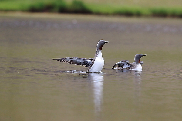 포토 JPG 해외이미지 동물 호수 야생동물 바다 자연 조류 표면 영국 아이슬란드 사람없음 야외 가로 빨간색 물 반사 수영 펼침 연못 서핑 잠수부 습지 몸단장 민물 변소 스칸디나비아 해외202105 해외포토 자연요소 유럽 컬러 모션 수상스포츠 전문직 생태계 파일형식