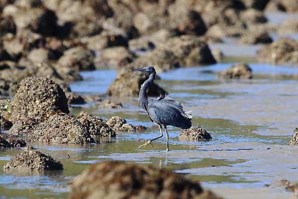 포토 JPG 해외이미지 동물 아시아 야생동물 바다 섬 여행 태국 자연 조류 어류 서기 사람없음 야외 물 검은색 흰색 기다림 호주 작음 대만 깃털 생물학 사냥 부리 날카로움 태평양 신성 암초 서식지 동쪽 내추럴 해외202105 해외포토 자연요소 교육 나라 컬러 모션 수중동물 오세아니아 크기 방향 생태계 파일형식