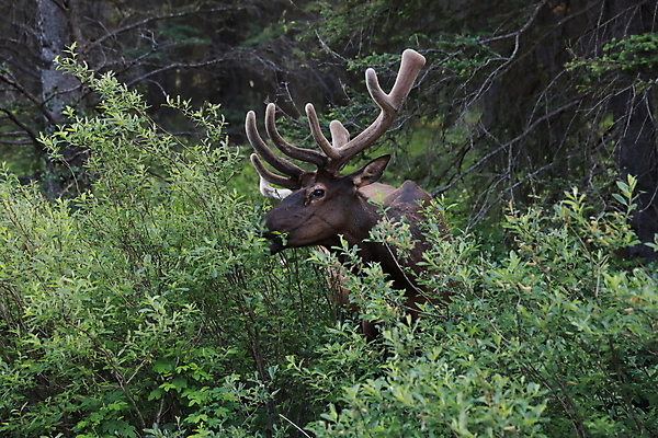 포토 JPG 해외이미지 동물 공원 남자 야생동물 캐나다 밭 포유류 자연 사슴 산 뿔 풍경 초원 사람없음 야외 초록색 갈색 숲 큼 먹이 먹기 바퀴자국 황소 사냥 내추럴 밴프 앨버타 엘크 웅장함 전국 로키산맥 그리너리 해외202105 해외포토 공공시설 컬러 북아메리카 농업 자국 모션 사람 소 크기 생태계 파일형식 트랜드컬러