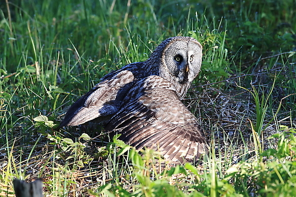 포토 JPG 해외이미지 주간 동물 척추동물 한마리 응시 유럽 야생동물 자연 조류 스웨덴 사람없음 야외 가로 노란색 회색 큼 먹이 깃털 부엉이 경보 동물상 스칸디나비아 해외202105 해외포토 자연요소 1 시선 나라 컬러 북유럽 조형물 크기 생태계 파일형식
