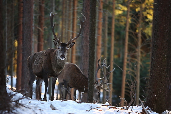 포토 JPG 해외이미지 나무 동물 척추동물 한마리 남자 야생동물 겨울 포유류 자연 사슴 생물 뿔 사람없음 야외 빨간색 세로 컬러풀 갈색 달러 추위 가을 흰색 숲 큼 바퀴자국 흰배경 내추럴 엘크 웅장함 초식 눈내림 반추동물 해외202105 해외포토 식물 1 계절 컬러 백그라운드 돈 자국 눈_날씨 사람 크기 생태계 파일형식