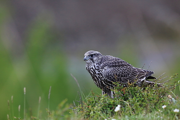 포토 JPG 해외이미지 동물 야생동물 새끼 백그라운드 날개 자연 조류 하늘 아이슬란드 앉기 사람없음 컵 파란색 컬러풀 사막 가을 흰색 먹이 깃털 부리 독수리 육식동물 사냥꾼 잡종 고립 두바이 발톱 웅장함 해외202105 해외포토 직업 식기 계절 유럽 컬러 모션 발 생태계 아랍에미리트 파일형식