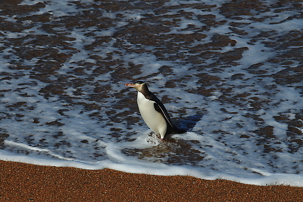 포토 JPG 해외이미지 동물 야생동물 새끼 바다 섬 날개 자연 조류 새로움 사람없음 파란색 펜 노란색 펭귄 부리 뉴질랜드 해외202105 해외포토 컬러 컨셉 필기구 오세아니아 생태계 파일형식