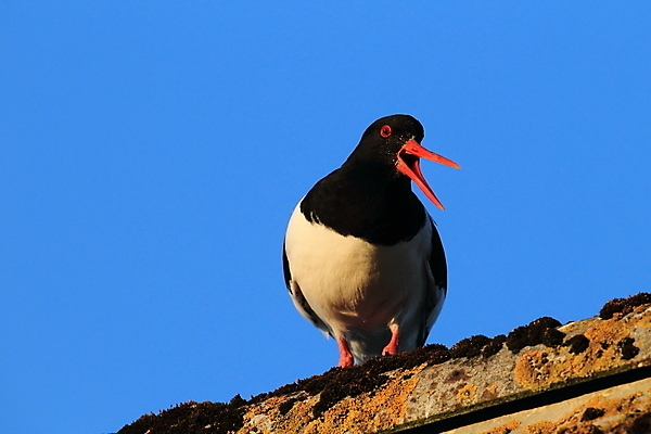 포토 JPG 해외이미지 조류 야외 물떼새 해외202105 검은머리물떼새 해외포토 동물 파일형식