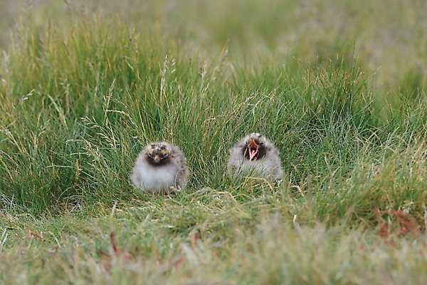 포토 JPG 해외이미지 동물 응시 야생동물 바다 섬 청소년 갈매기 조류 잉글랜드 병아리 아이슬란드 어업 사람없음 빨간색 흰색 아기 관찰 황무지 둥지 공격 북극 깃털 북쪽 철새 대서양 공격적 동물상 스칸디나비아 해외202105 해외포토 시선 유럽 산업 컬러 컨셉 모션 영국 사람 조형물 극지방 방향 파일형식