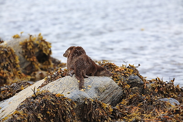 포토 JPG 해외이미지 나무 동물 유럽 얼굴 야생동물 겨울 포유류 자연 털 노르웨이 어업 사람없음 야외 물 강 갈색 머리 수영 젖음 게 관찰 닫기 묘사 코 귀 육식동물 북쪽 멸종 내추럴 동물상 해외202105 해외포토 자연요소 식물 계절 나라 산업 컬러 모션 갑각류 신체부위 조형물 수상스포츠 방향 생태계 파일형식