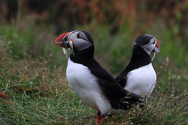 포토 JPG 해외이미지 유럽 2 자연 조류 아이슬란드 어류 서기 앉기 사람없음 가로 여름 컬러풀 깃털 언덕 부리 대서양 남쪽 계산서 식민지 헤드랜드 해외202105 해외포토 동물 계절 나라 바다 컬러 모션 수중동물 방향 생태계 파일형식