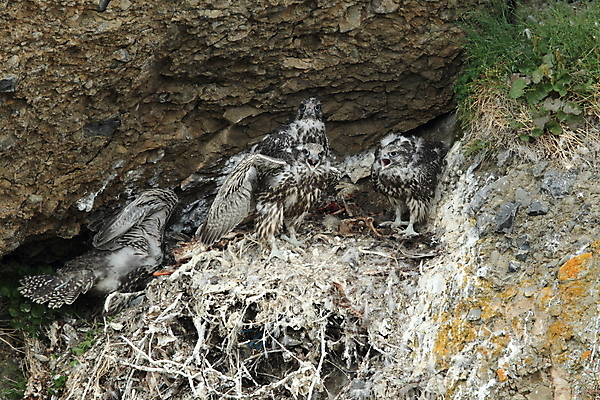 포토 JPG 해외이미지 동물 야생동물 새끼 백그라운드 날개 자연 조류 하늘 아이슬란드 앉기 사람없음 컵 파란색 컬러풀 사막 가을 흰색 둥지 먹이 깃털 부리 독수리 육식동물 사냥꾼 잡종 고립 두바이 발톱 웅장함 해외202105 해외포토 직업 식기 계절 유럽 컬러 모션 발 생태계 아랍에미리트 파일형식