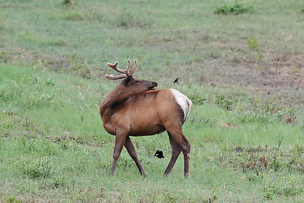 포토 JPG 해외이미지 동물 공원 여자 남자 야생동물 캐나다 날개 포유류 자연 조류 사슴 산 앉기 초원 사람없음 야외 환경 달러 가을 게임 황무지 군중 큼 바퀴자국 깃털 황소 사냥 서식지 동물상 밴프 분배 앨버타 엘크 전국 해외202105 해외포토 계절 공공시설 돈 북아메리카 자국 모션 놀이 사람 조형물 소 크기 생태계 파일형식