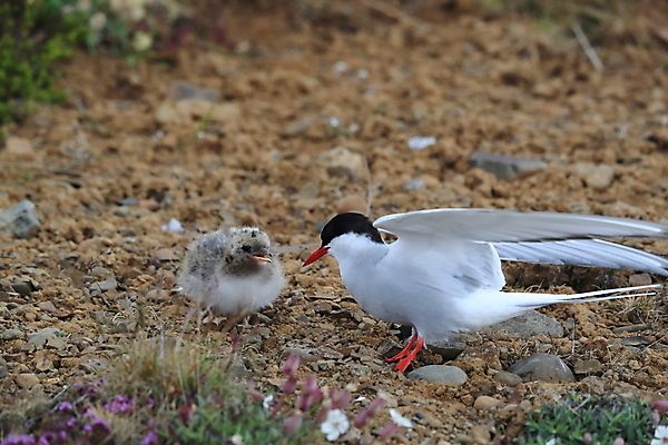 포토 JPG 해외이미지 동물 응시 야생동물 바다 섬 청소년 갈매기 조류 잉글랜드 병아리 아이슬란드 어업 사람없음 빨간색 흰색 아기 관찰 황무지 둥지 공격 북극 깃털 북쪽 철새 대서양 공격적 동물상 스칸디나비아 해외202105 해외포토 시선 유럽 산업 컬러 컨셉 모션 영국 사람 조형물 극지방 방향 파일형식