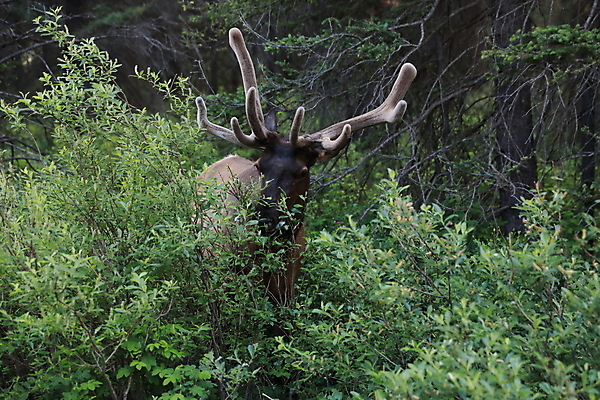 포토 JPG 해외이미지 동물 공원 남자 야생동물 캐나다 밭 포유류 자연 사슴 산 뿔 풍경 초원 사람없음 야외 초록색 갈색 숲 큼 먹이 먹기 바퀴자국 황소 사냥 내추럴 밴프 앨버타 엘크 웅장함 전국 로키산맥 그리너리 해외202105 해외포토 공공시설 컬러 북아메리카 농업 자국 모션 사람 소 크기 생태계 파일형식 트랜드컬러