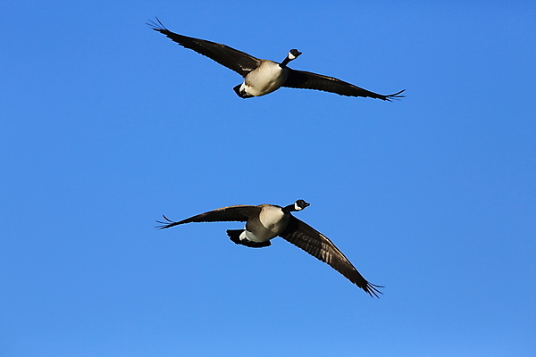 포토 JPG 해외이미지 척추동물 호수 야생동물 섬 캐나다 발 조류 엄마 새로움 멕시코 사람없음 물 파란색 갈색 노란색 환경 수영 봄 연못 습지 큼 깃털 거위 이륙 물새 물갈퀴 계산서 생태학 전국 해외202105 해외포토 자연요소 동물 계절 교육 컬러 컨셉 북아메리카 가족 신체부위 수상스포츠 크기 파일형식