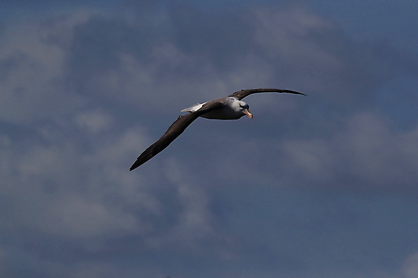 포토 JPG 해외이미지 동물 구름 섬 여행 모션 조류 하늘 영국 독일 사람없음 빨간색 흰색 남아메리카 우아함 남극 북극 역동적 부리 육식동물 대서양 다도해 해외202105 해외포토 자연요소 유럽 바다 컬러 컨셉 아메리카 극지방 파일형식
